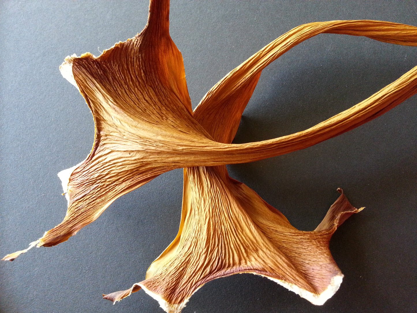 PHILODENDRON SHEATHS for Gourd and Basket Embellishment