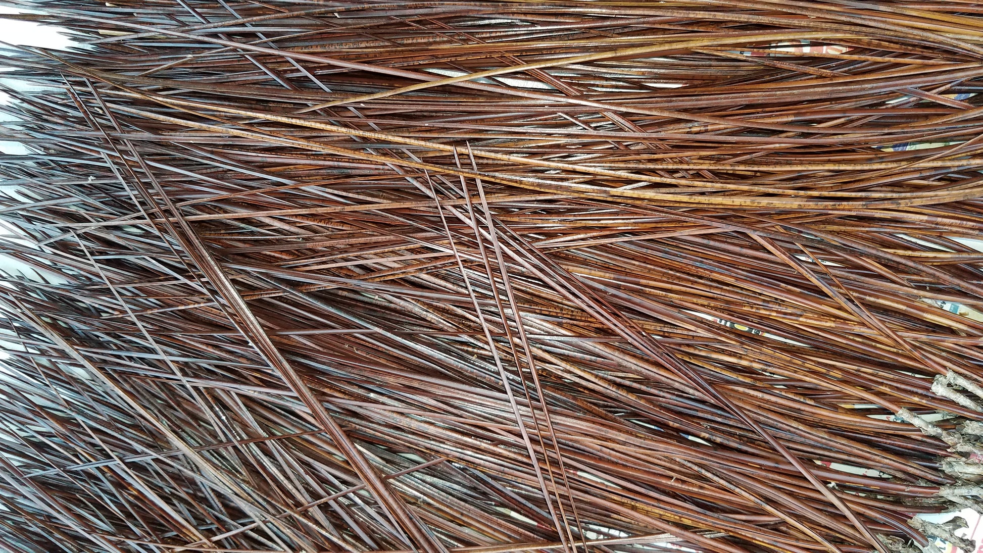 Glycerin treated long leaf pine needles from Florida