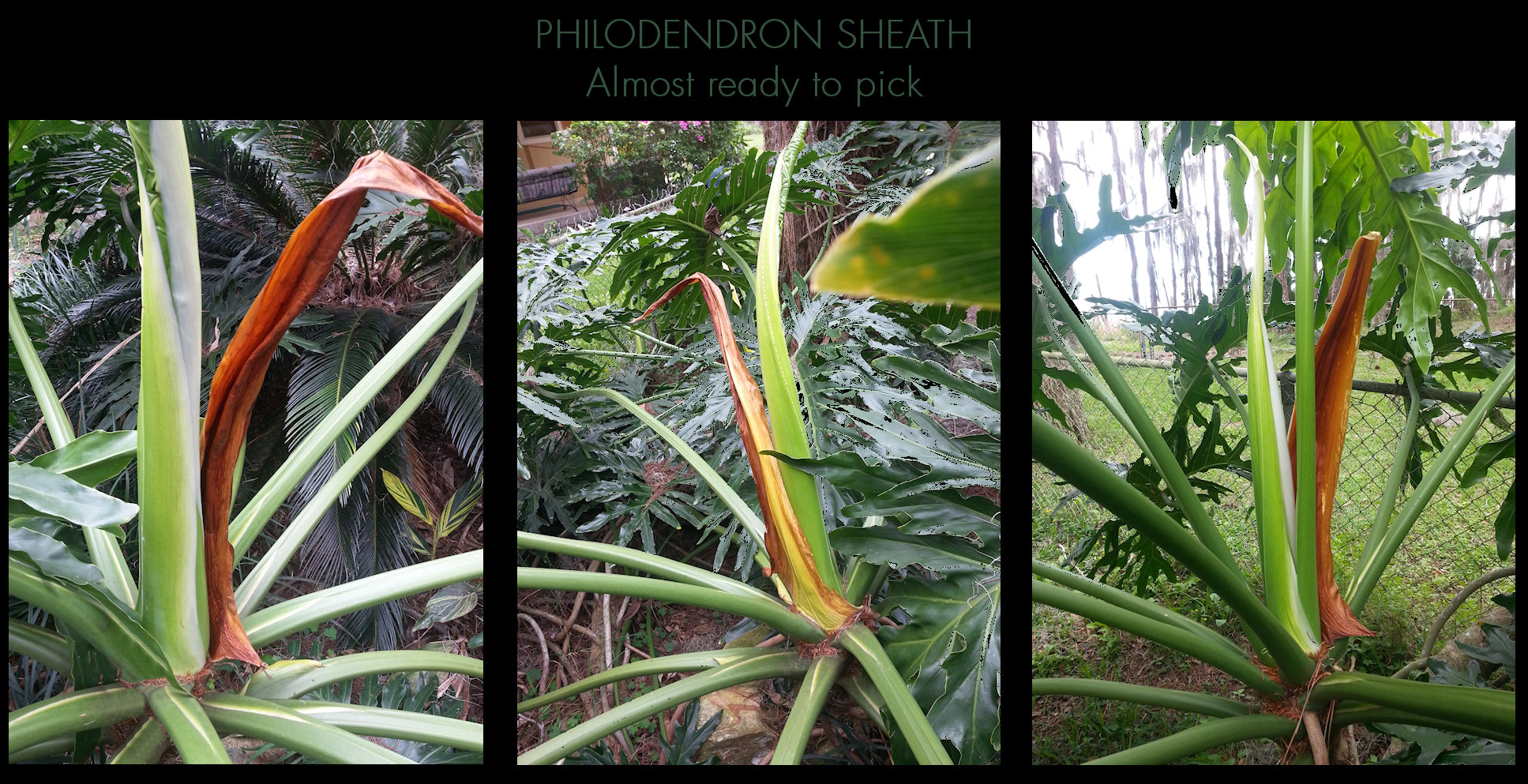 leaf sheath philodendron PHILODENDRON SHEATHS for Gourd and Basket Embellishment – pineneedlebasketsupplies