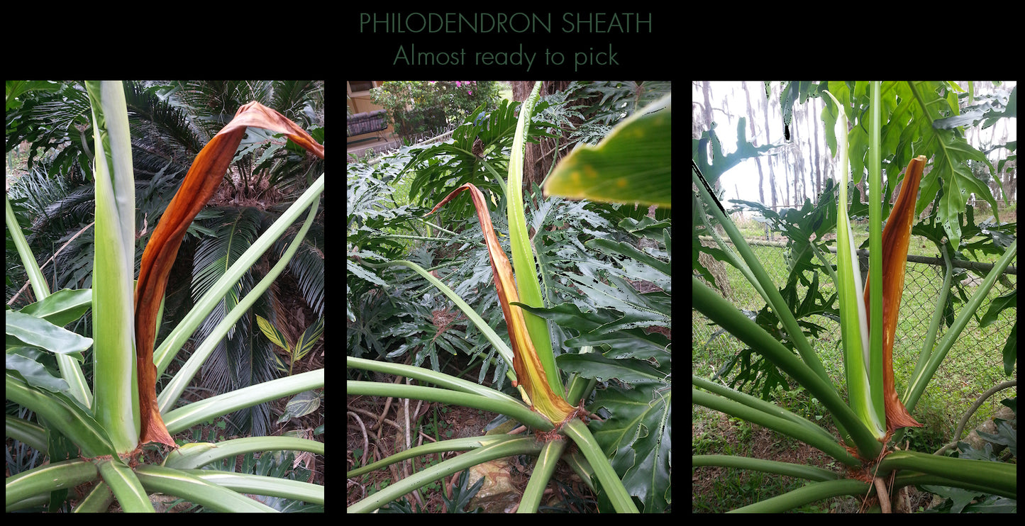 PHILODENDRON SHEATHS for Gourd and Basket Embellishment