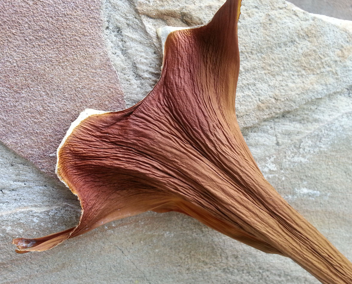 PHILODENDRON SHEATHS for Gourd and Basket Embellishment